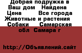 Добрая подружка,в Ваш дом!!!Найдена › Цена ­ 10 - Все города Животные и растения » Собаки   . Самарская обл.,Самара г.